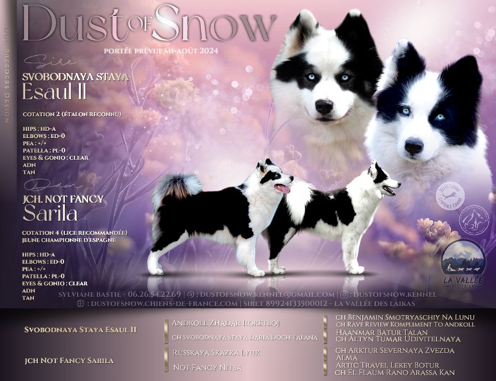 chiot Laika de iakoutie Dust Of Snow