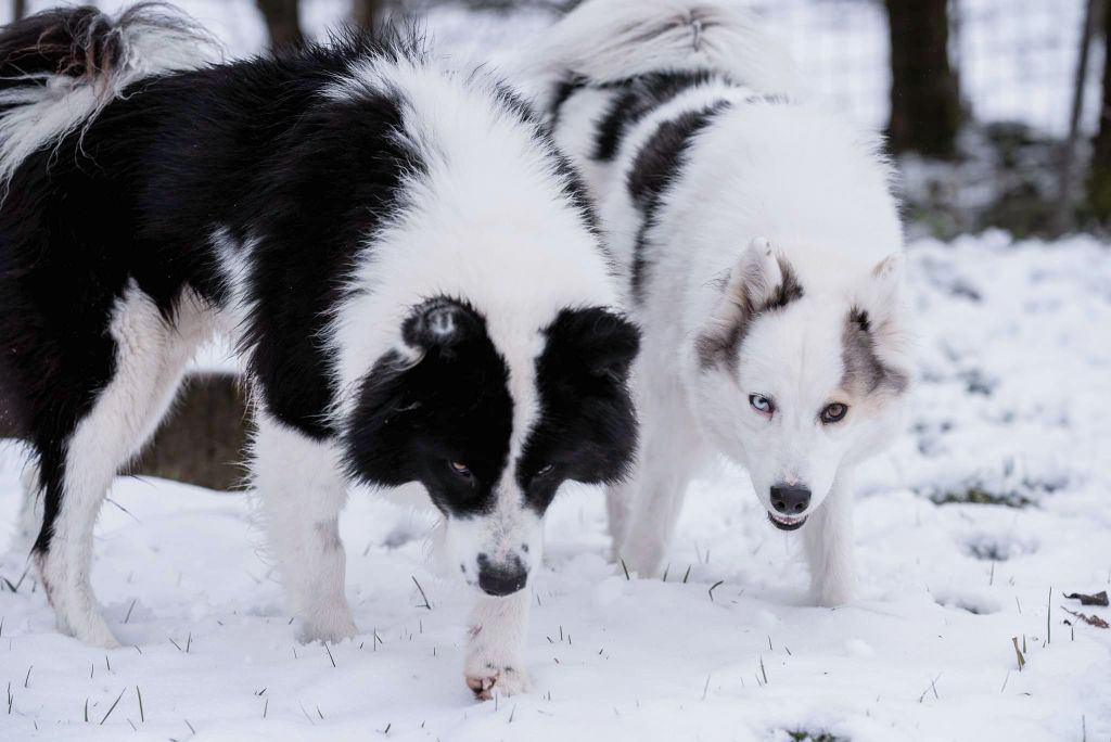 chiot Laika de iakoutie Dust Of Snow