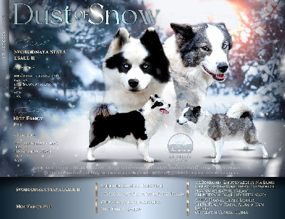 Dust Of Snow - Laika de iakoutie - Portée née le 22/11/2023