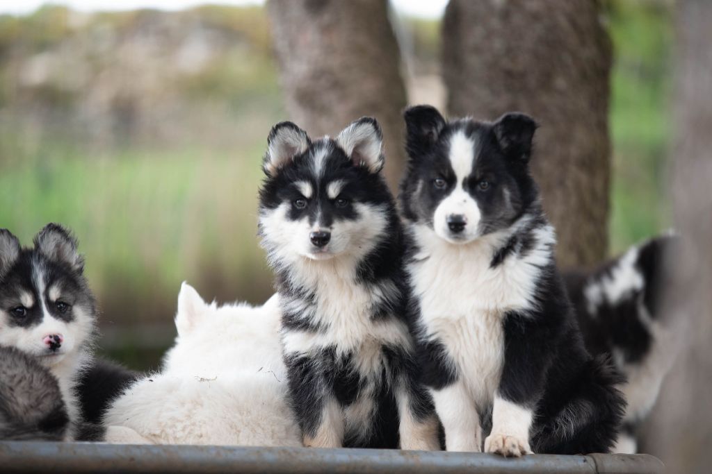 Chiots disponibles ! 