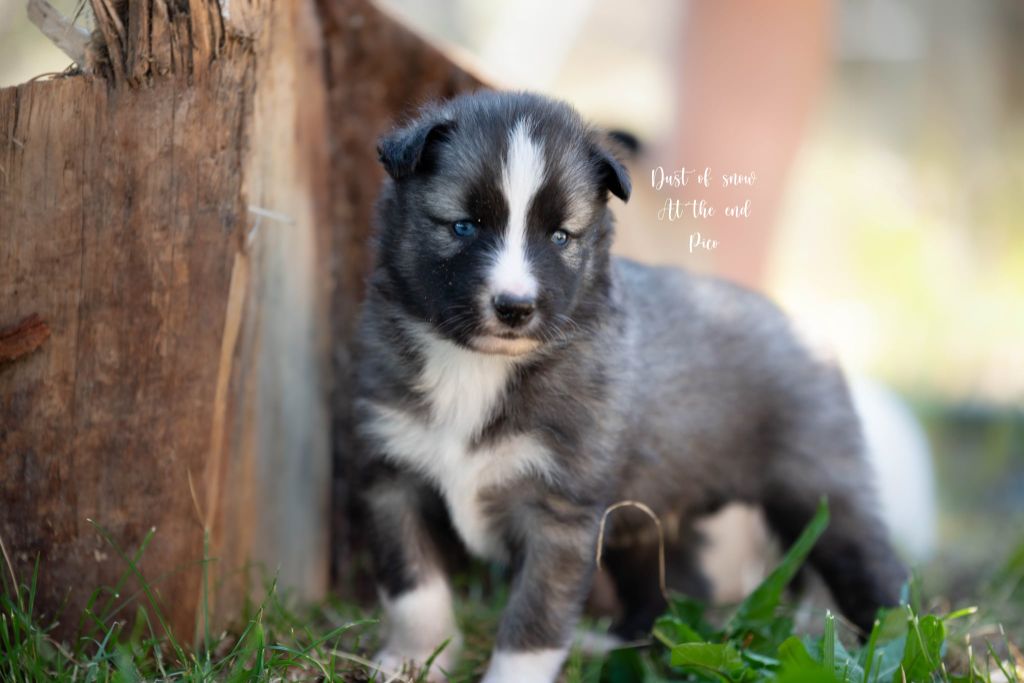 Dust Of Snow - Chiots disponibles - Laika de iakoutie