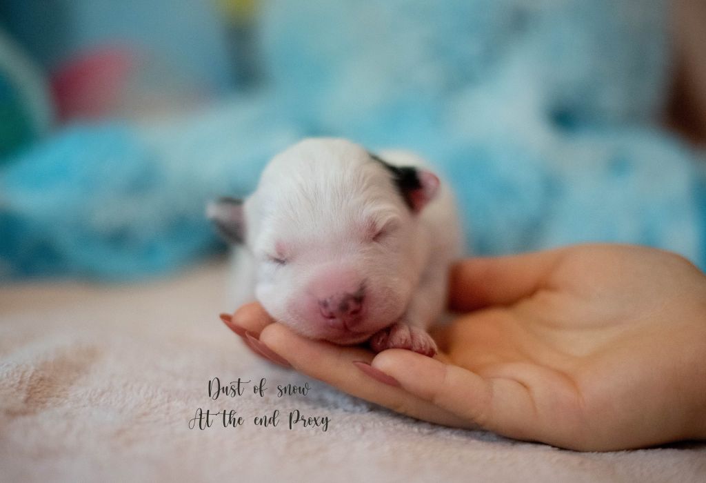 Dust Of Snow - Chiots disponibles - Laika de iakoutie