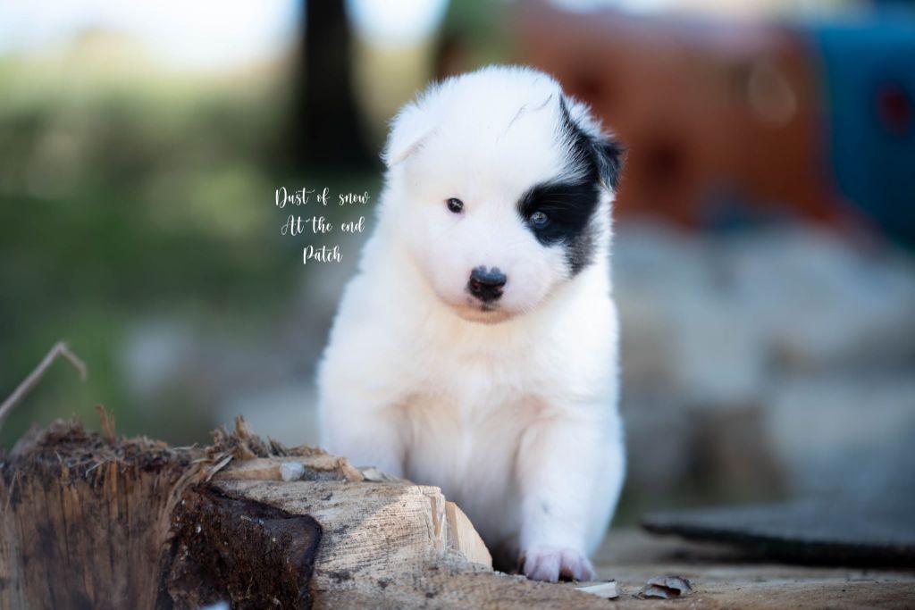 Dust Of Snow - Chiots disponibles - Laika de iakoutie