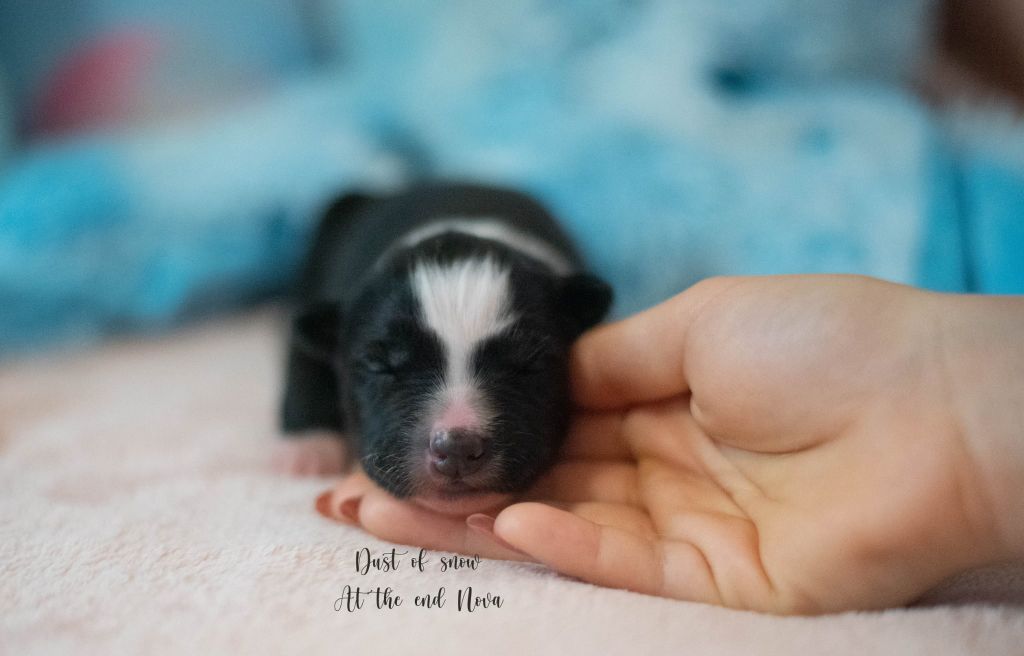 Dust Of Snow - Chiots disponibles - Laika de iakoutie