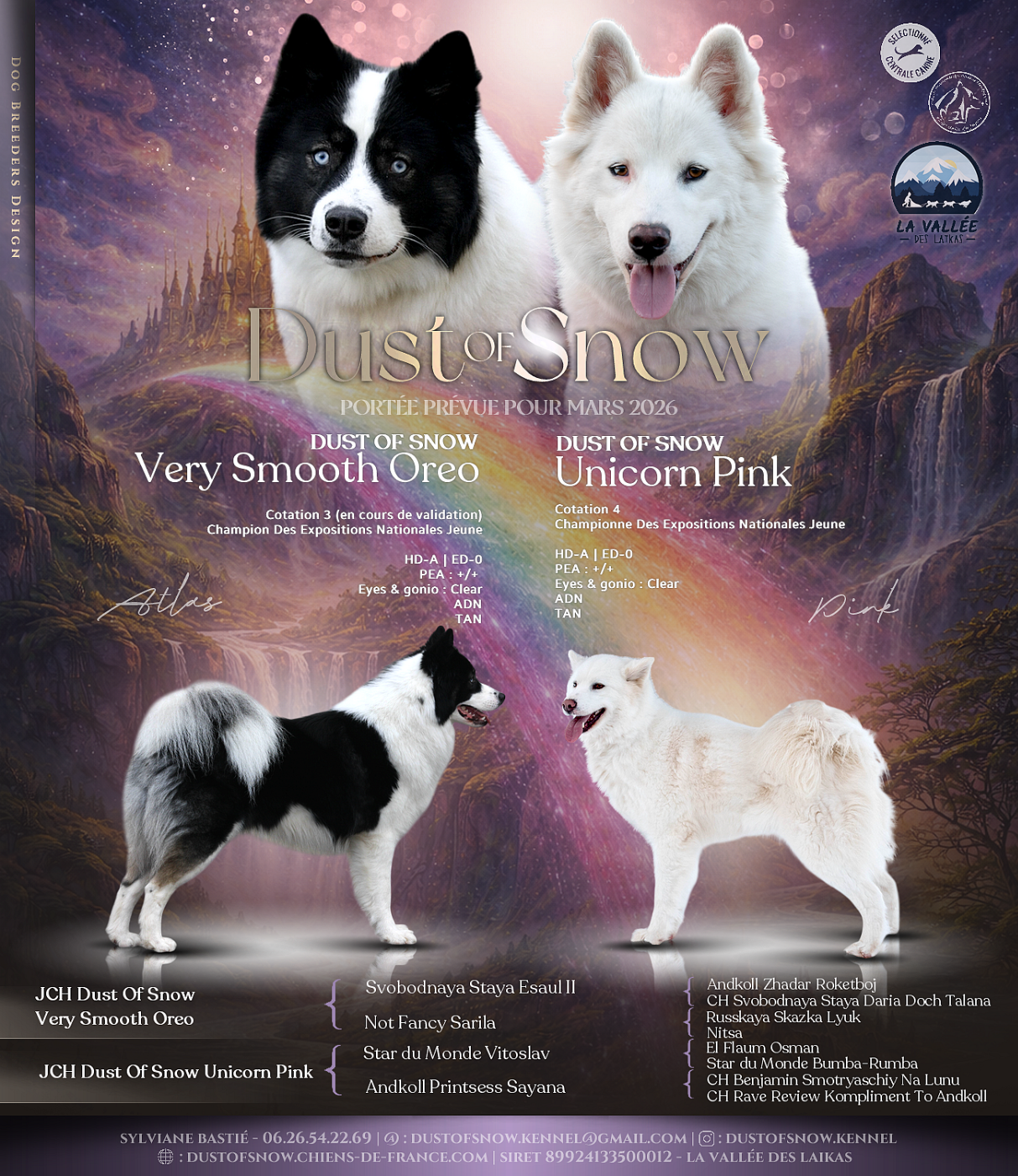 Chiot Laika de iakoutie Dust Of Snow