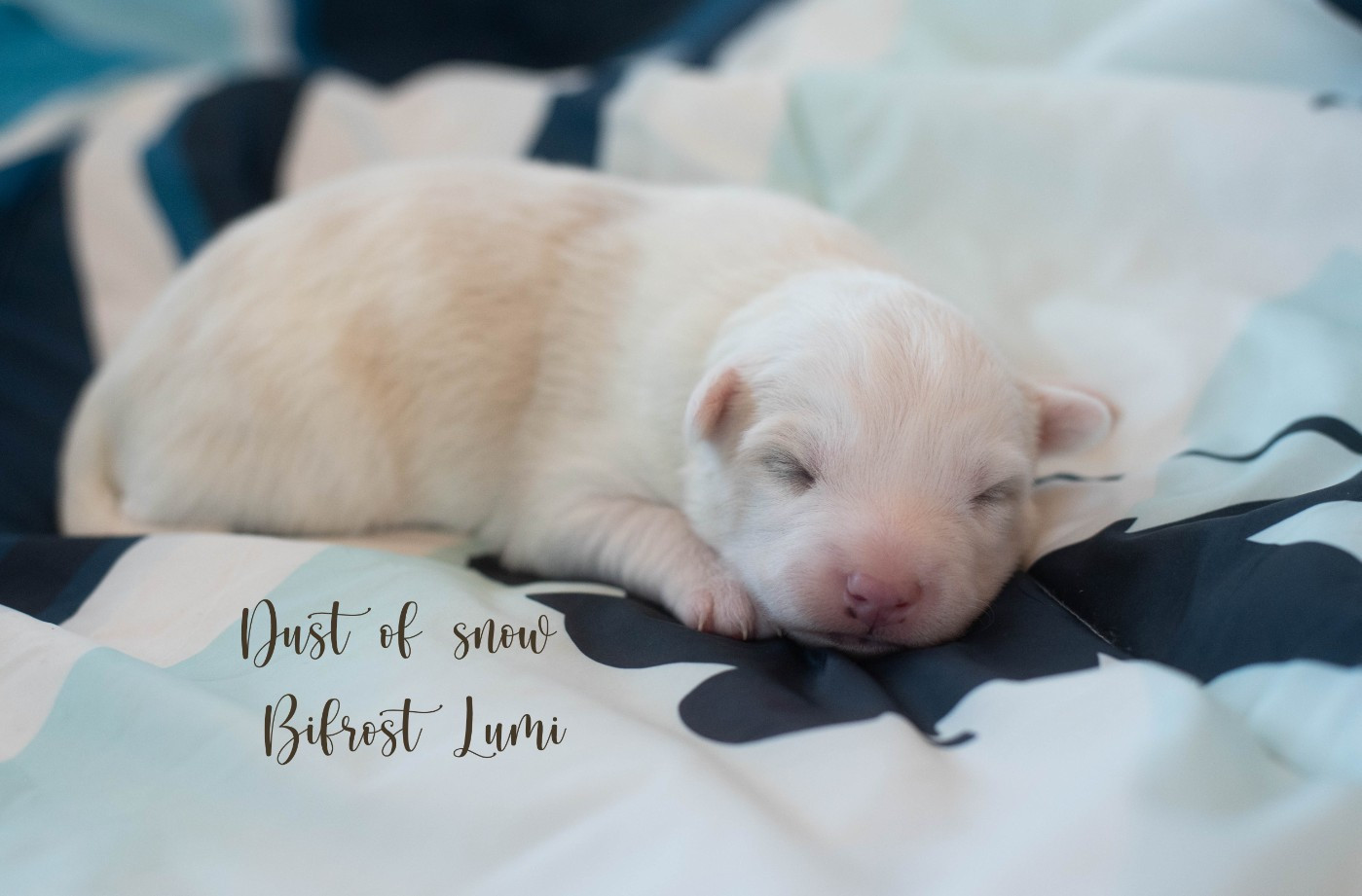 Dust Of Snow - Chiots disponibles - Laika de iakoutie