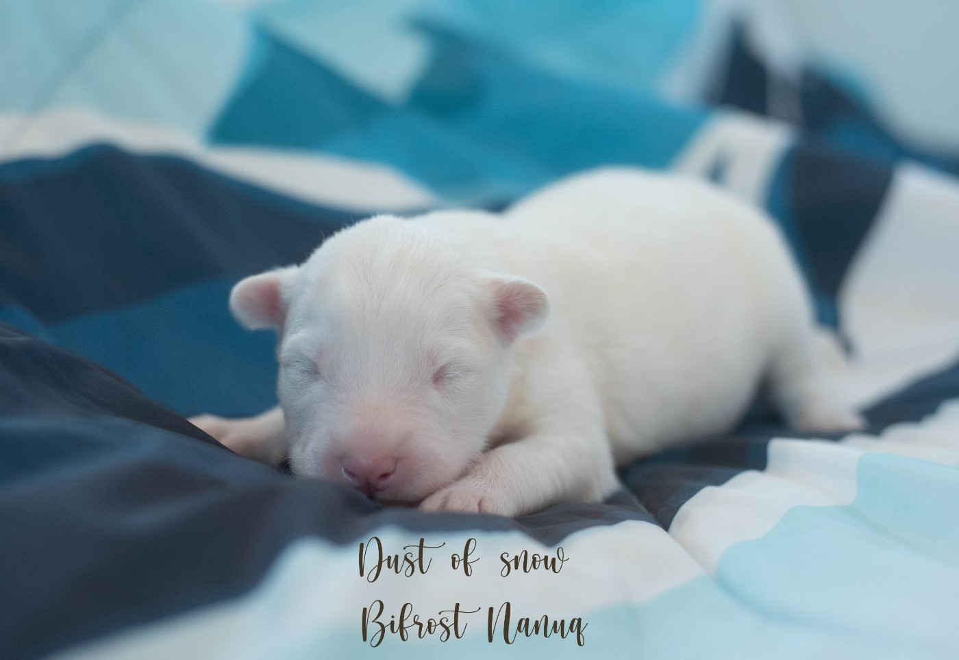 Dust Of Snow - Chiots disponibles - Laika de iakoutie