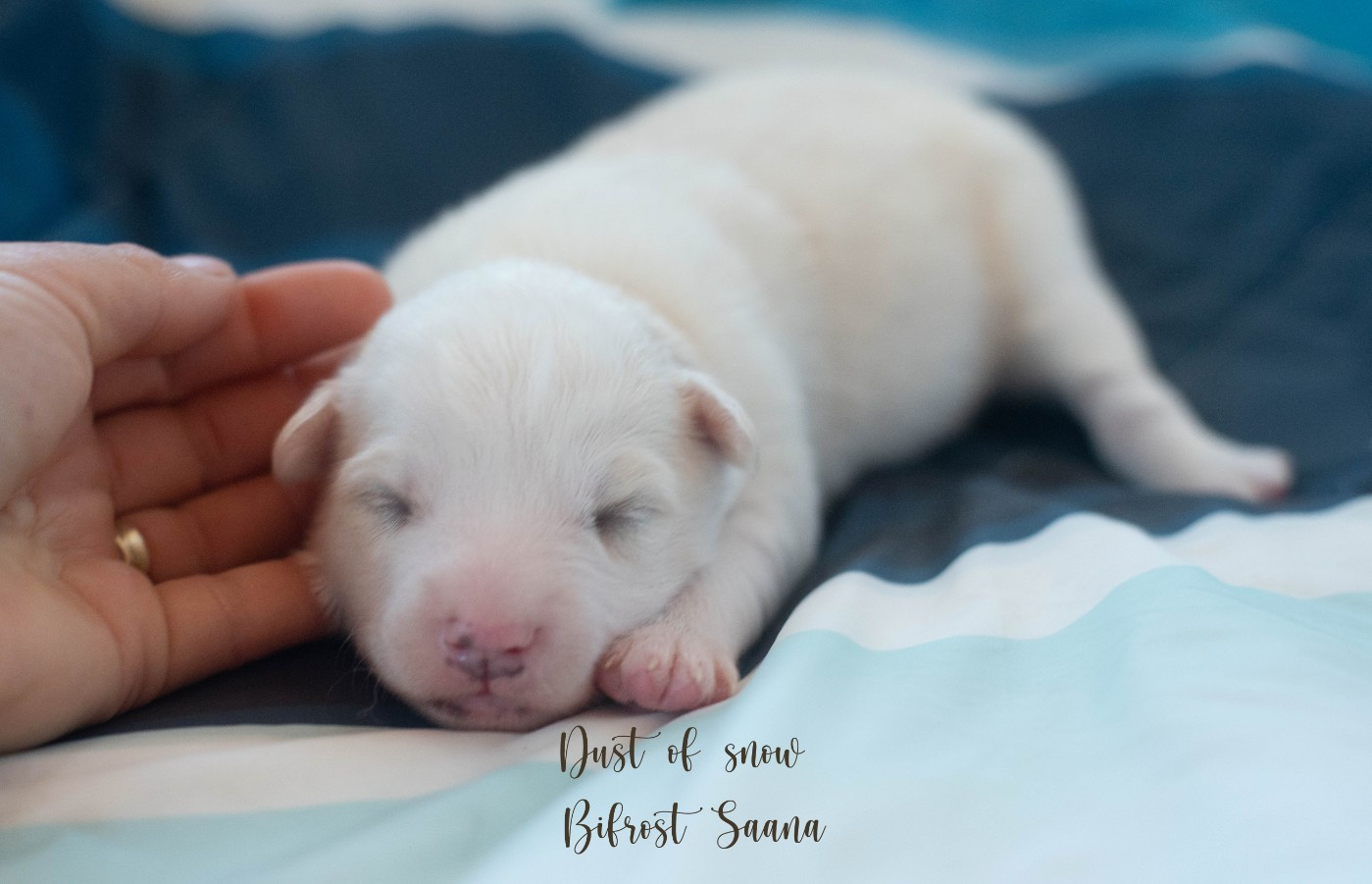 Dust Of Snow - Chiots disponibles - Laika de iakoutie