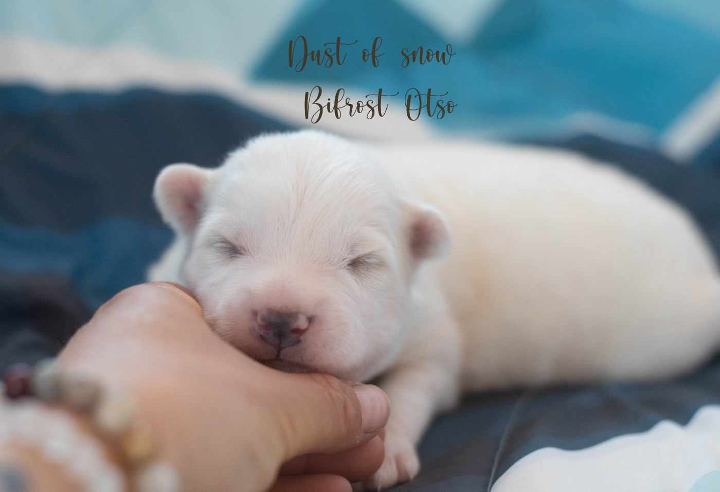 Dust Of Snow - Chiots disponibles - Laika de iakoutie