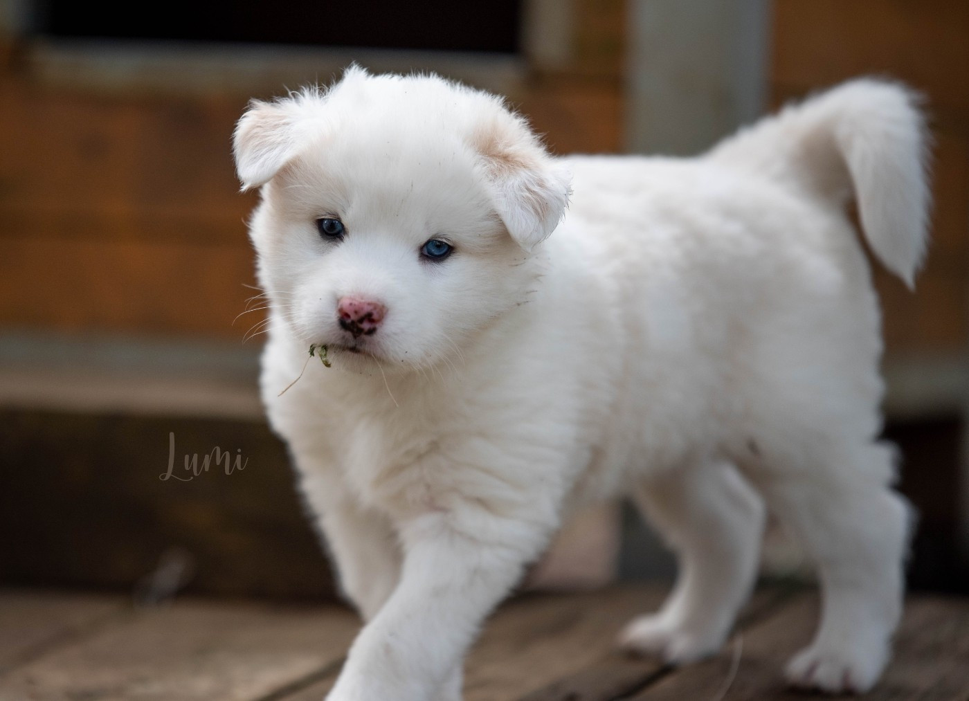 Dust Of Snow - Chiots disponibles - Laika de iakoutie