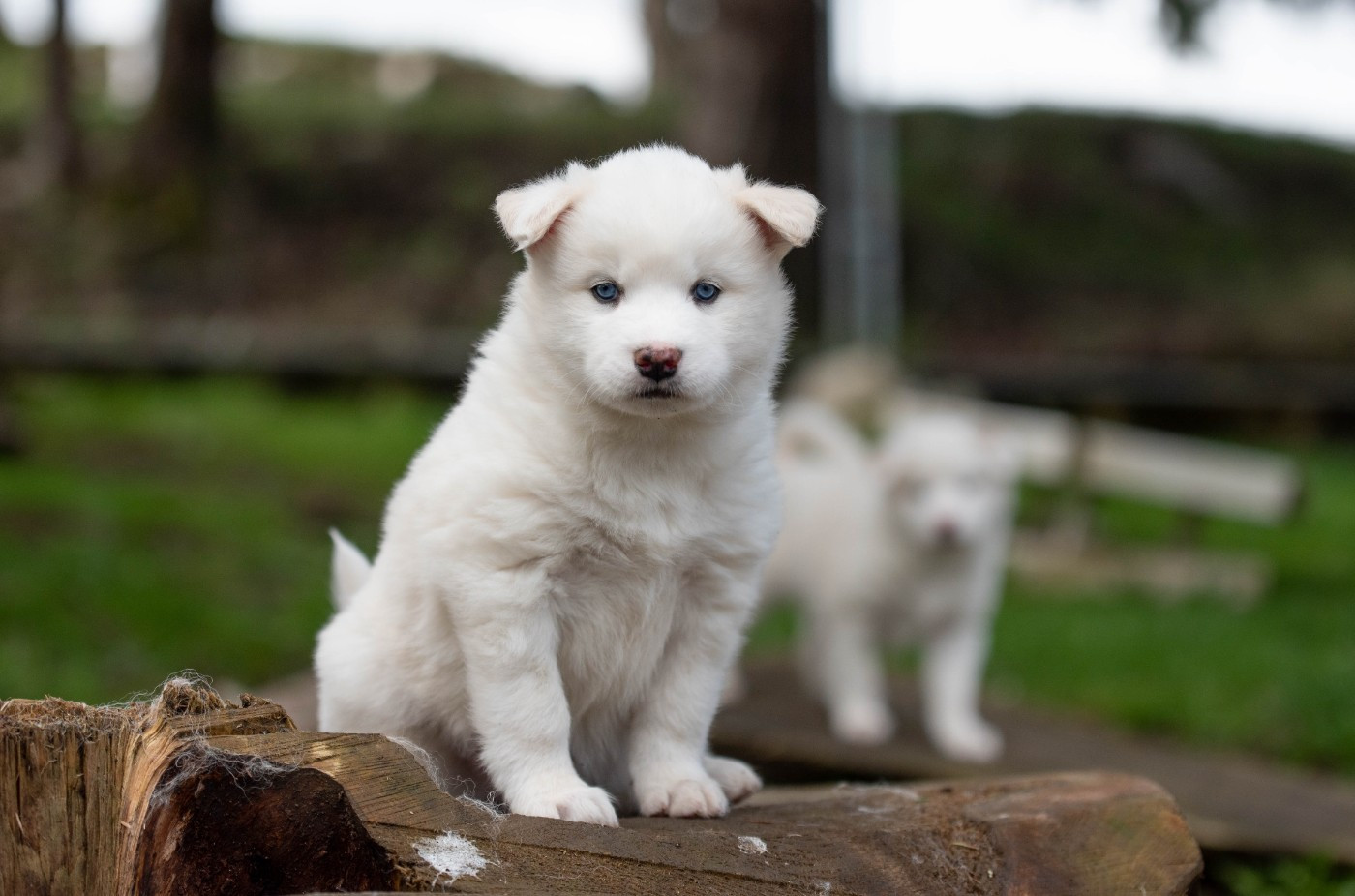 Dust Of Snow - Chiots disponibles - Laika de iakoutie