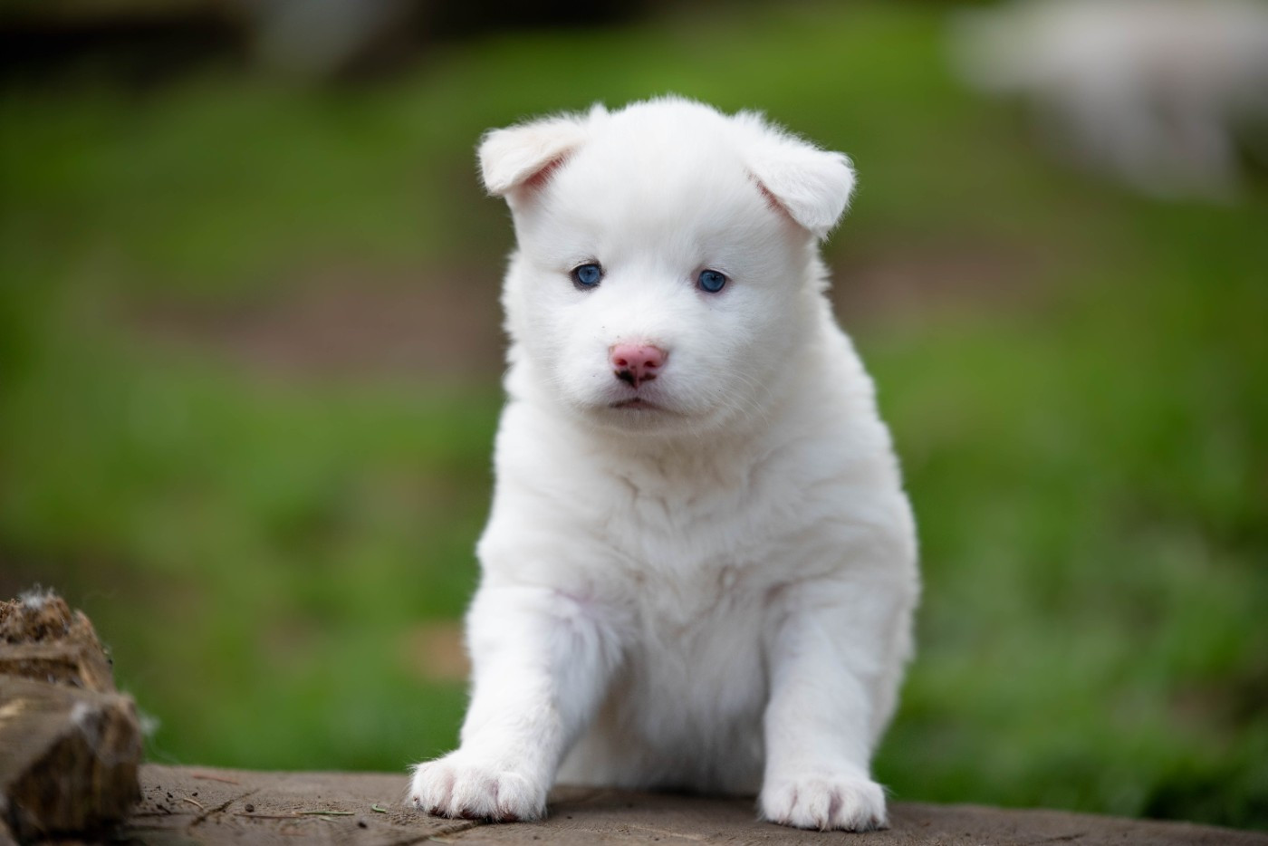 Dust Of Snow - Chiots disponibles - Laika de iakoutie