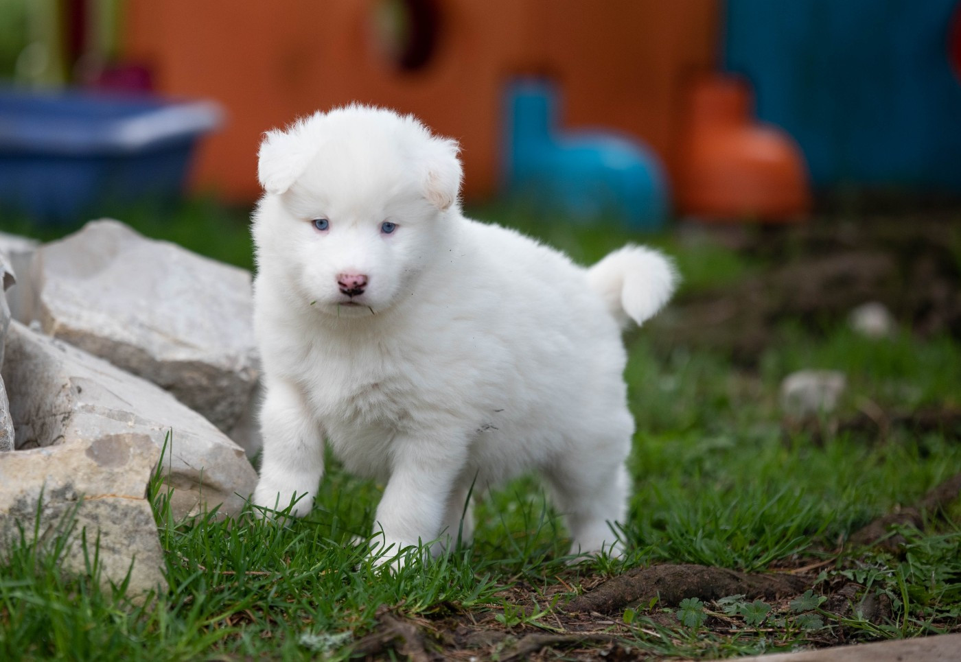 Dust Of Snow - Chiots disponibles - Laika de iakoutie