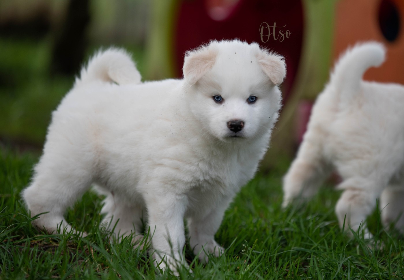 Dust Of Snow - Chiots disponibles - Laika de iakoutie