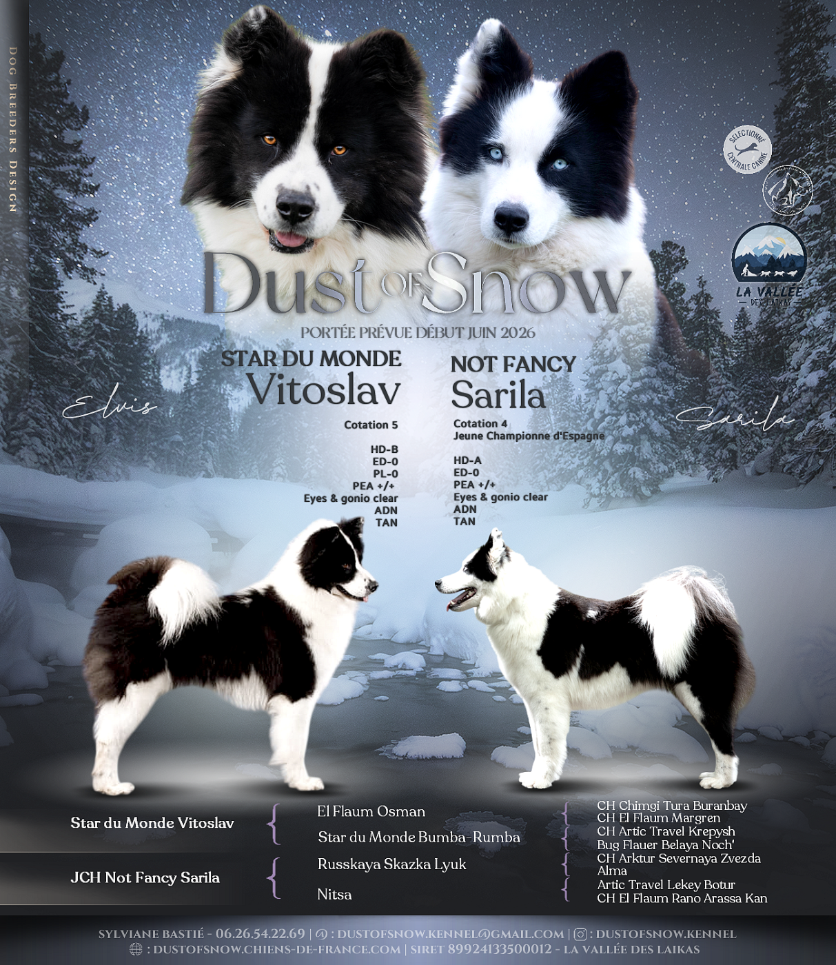 Chiot Laika de iakoutie Dust Of Snow