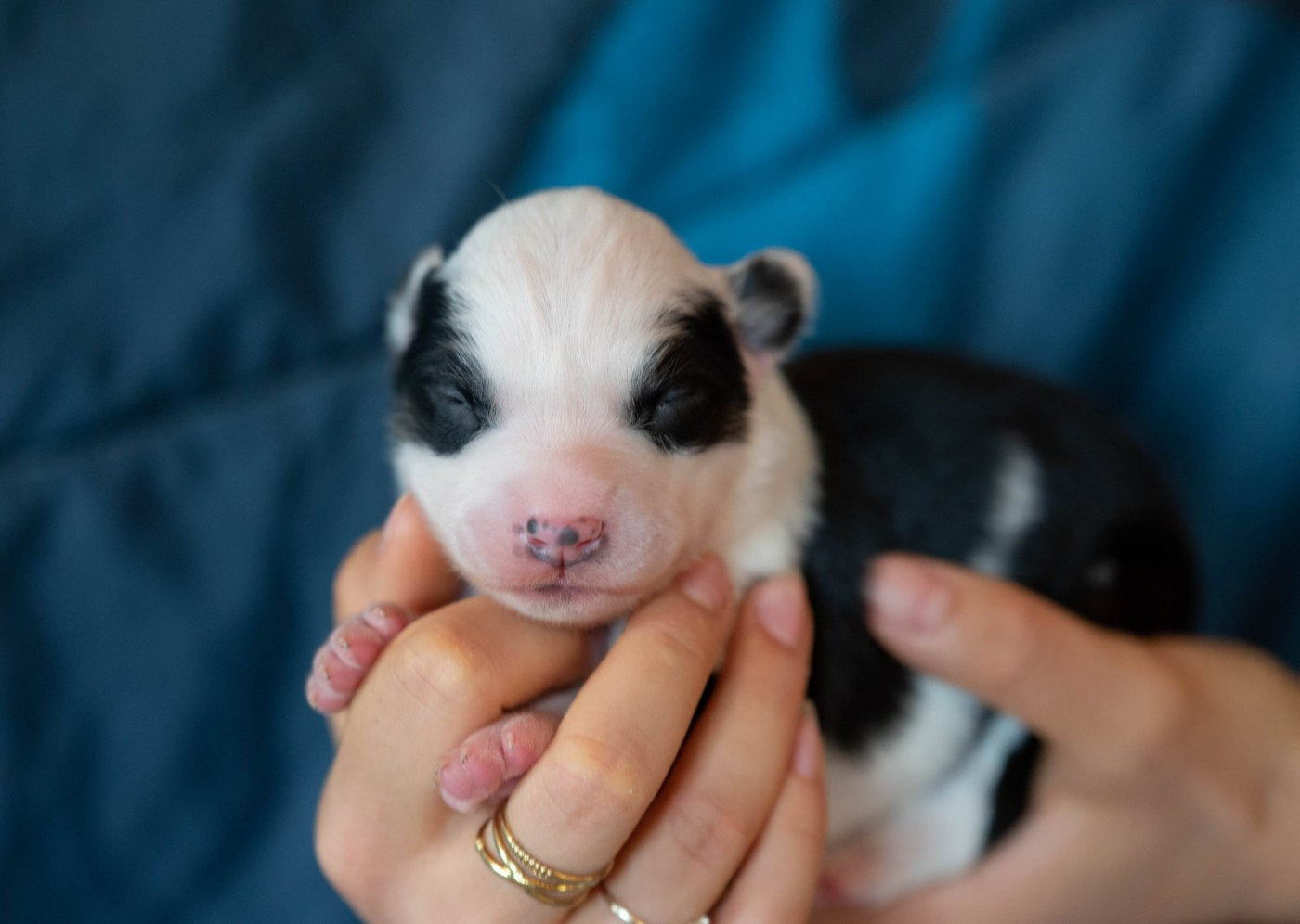 Dust Of Snow - Chiots disponibles - Laika de iakoutie