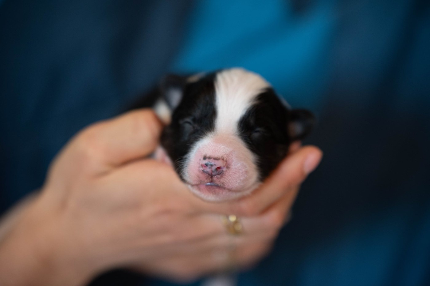 Dust Of Snow - Chiots disponibles - Laika de iakoutie