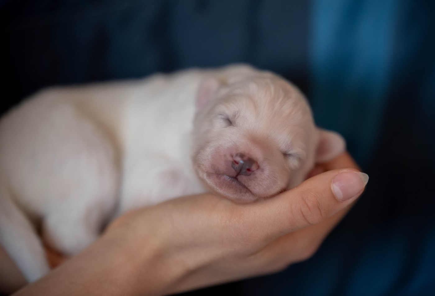 Dust Of Snow - Chiots disponibles - Laika de iakoutie