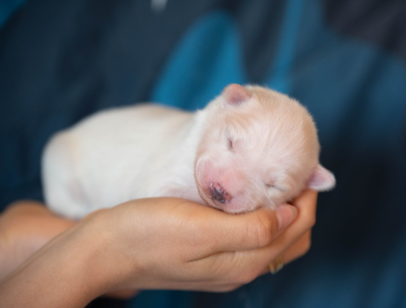 Dust Of Snow - Chiots disponibles - Laika de iakoutie