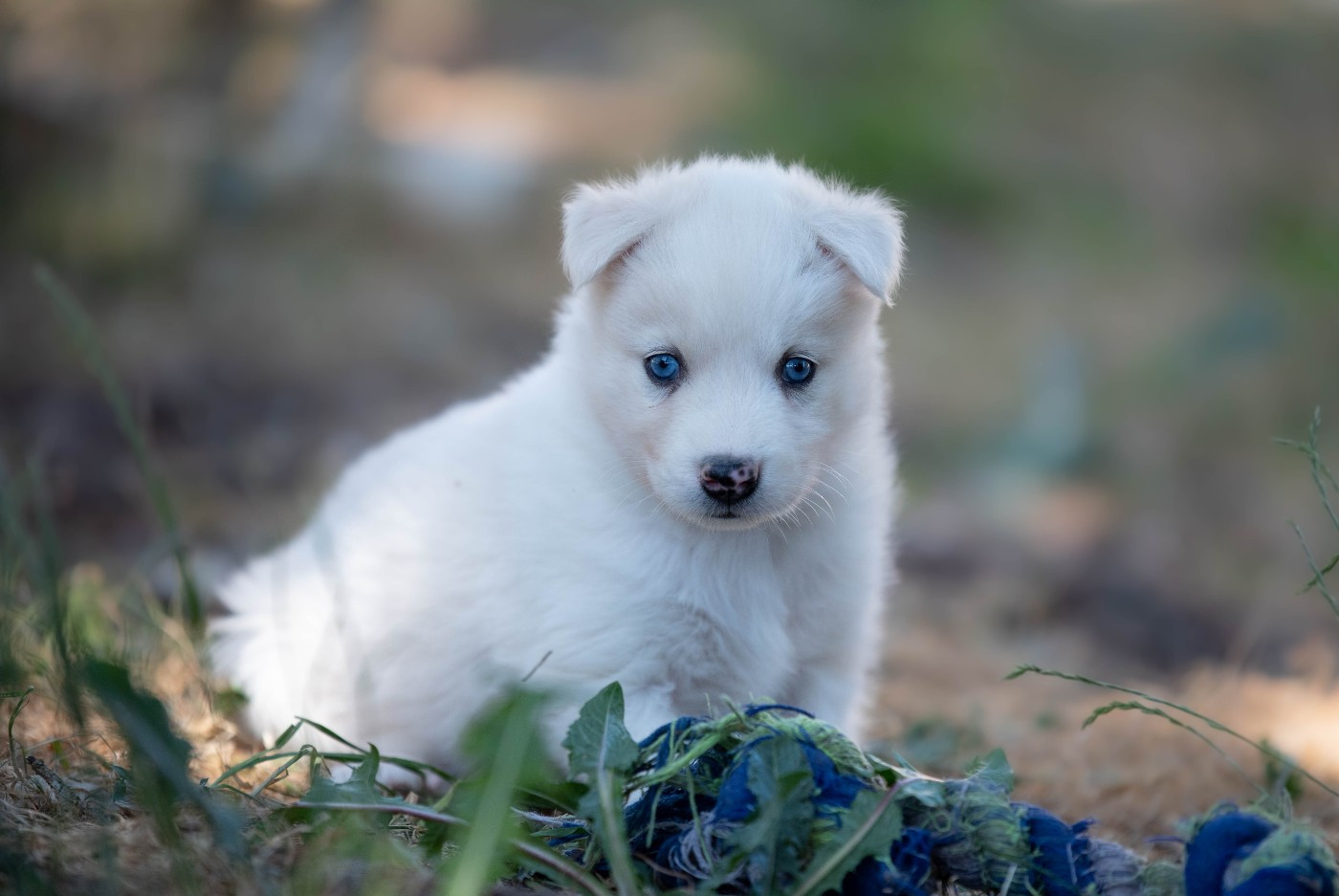 Dust Of Snow - Chiots disponibles - Laika de iakoutie