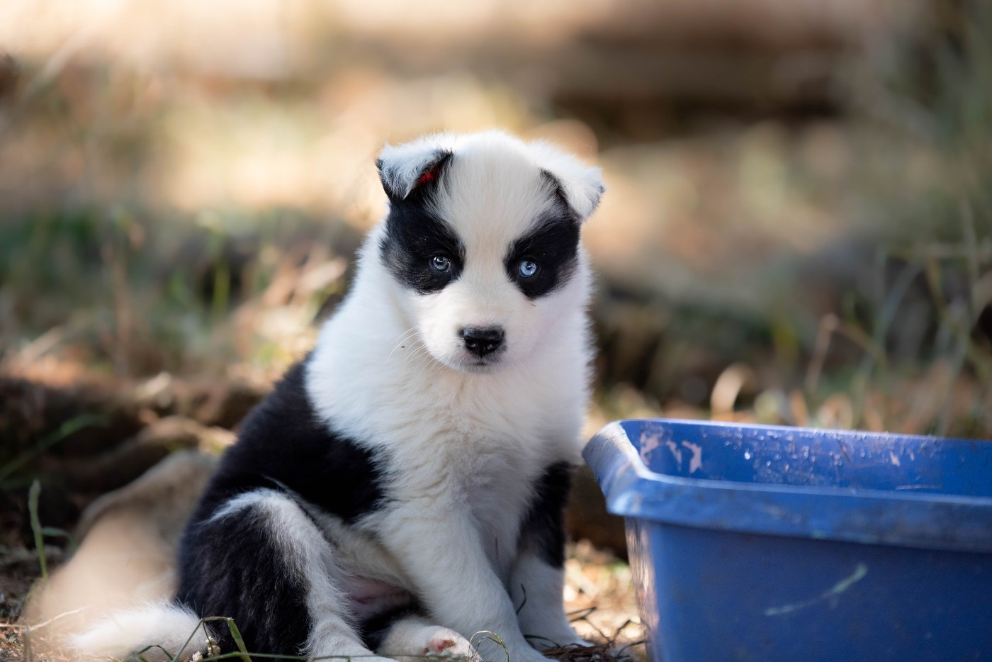 Dust Of Snow - Chiots disponibles - Laika de iakoutie