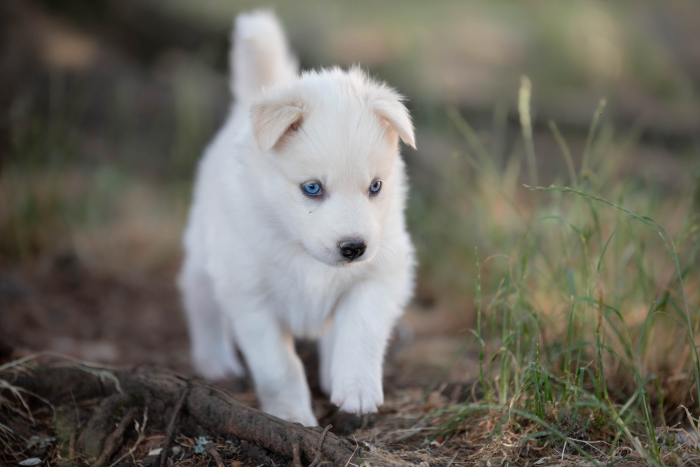 Dust Of Snow - Chiots disponibles - Laika de iakoutie
