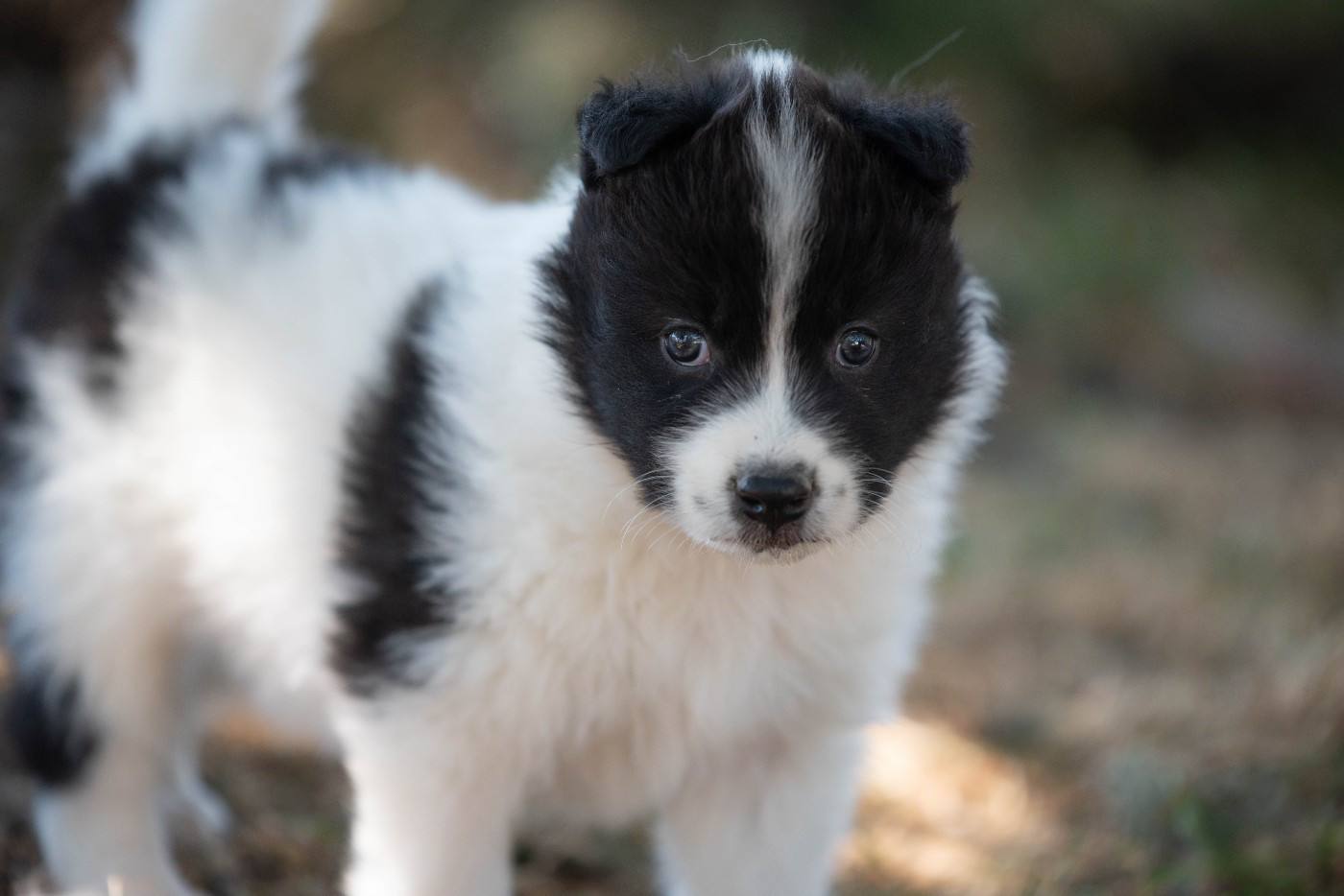 Dust Of Snow - Chiots disponibles - Laika de iakoutie