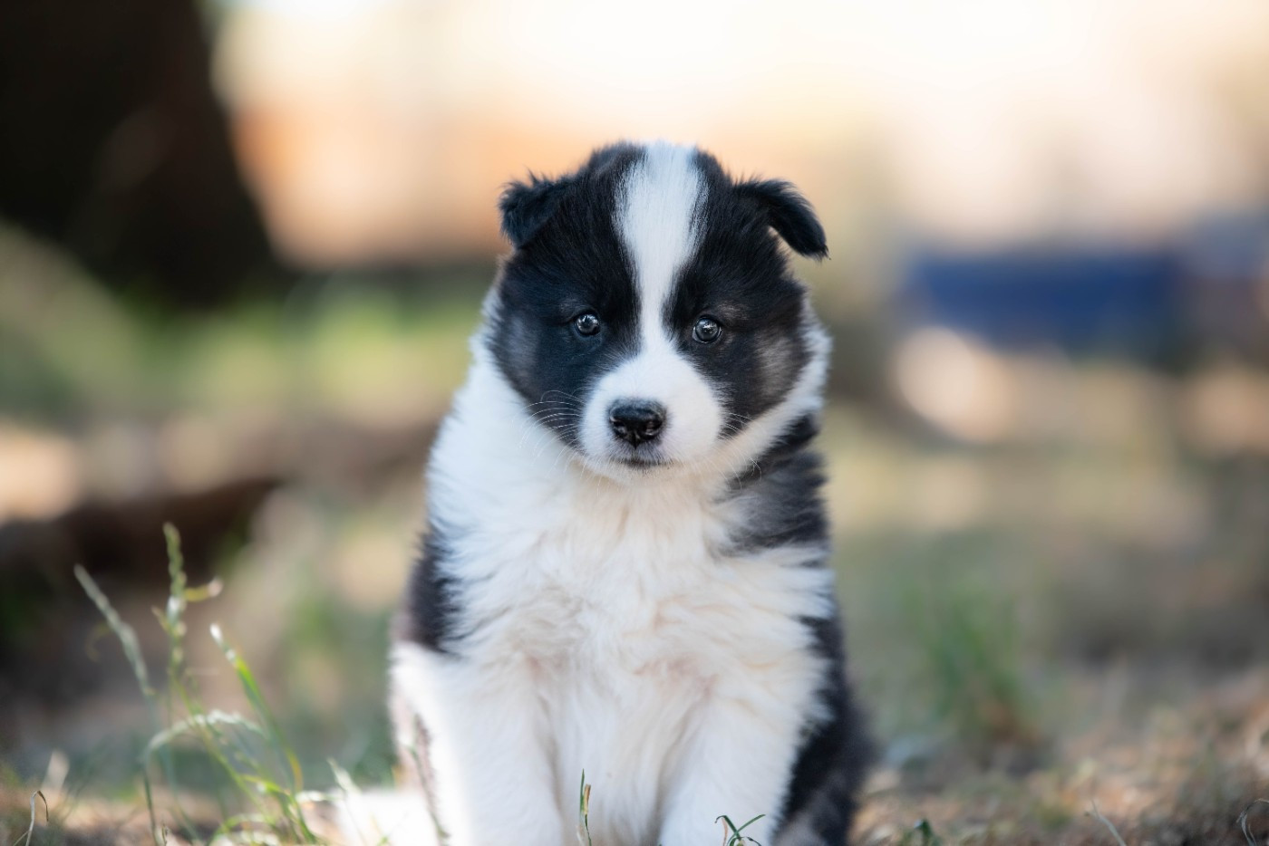 Dust Of Snow - Chiots disponibles - Laika de iakoutie