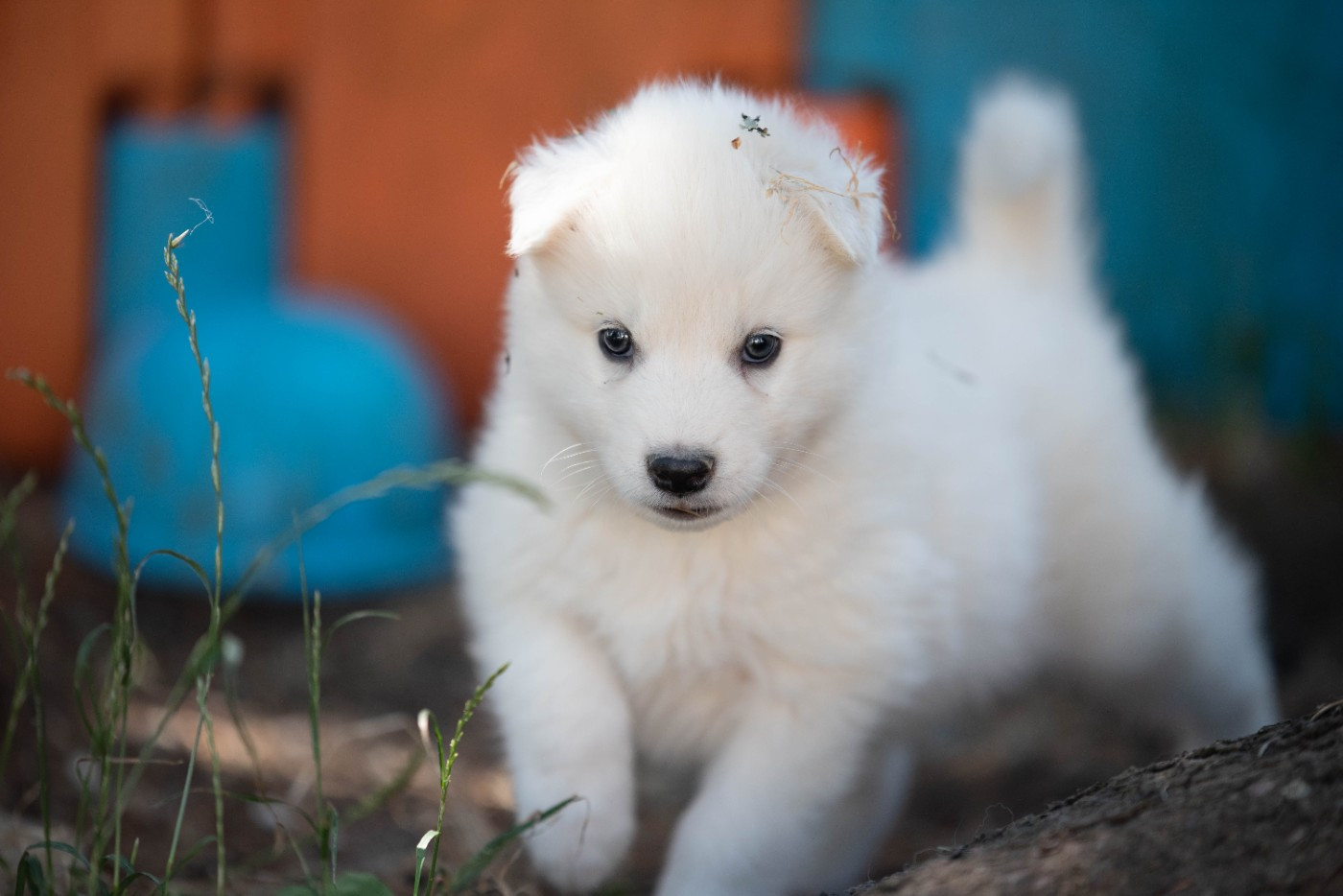 Dust Of Snow - Chiots disponibles - Laika de iakoutie