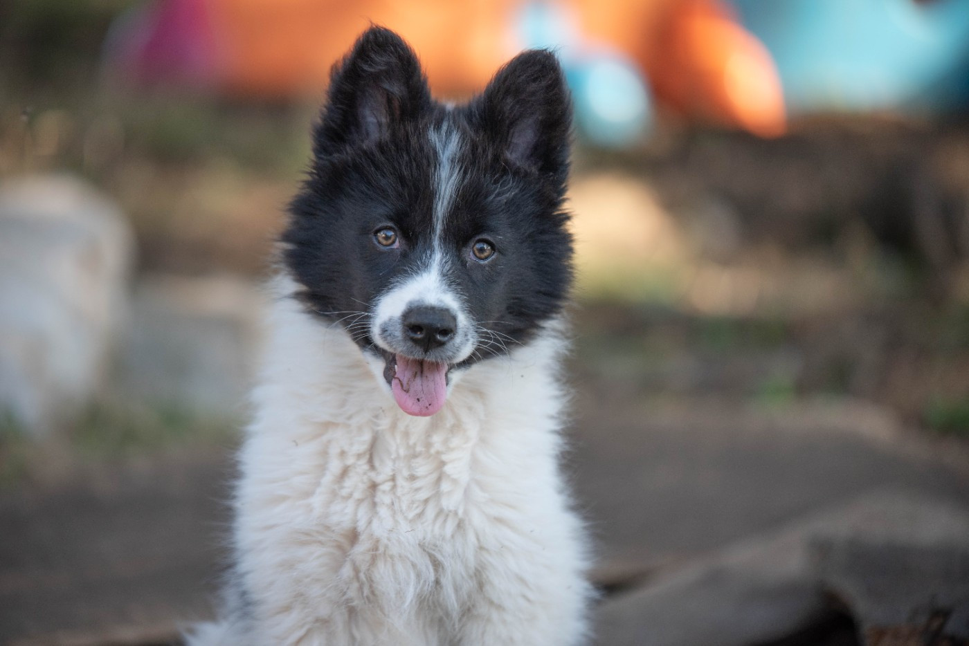 Dust Of Snow - Chiots disponibles - Laika de iakoutie