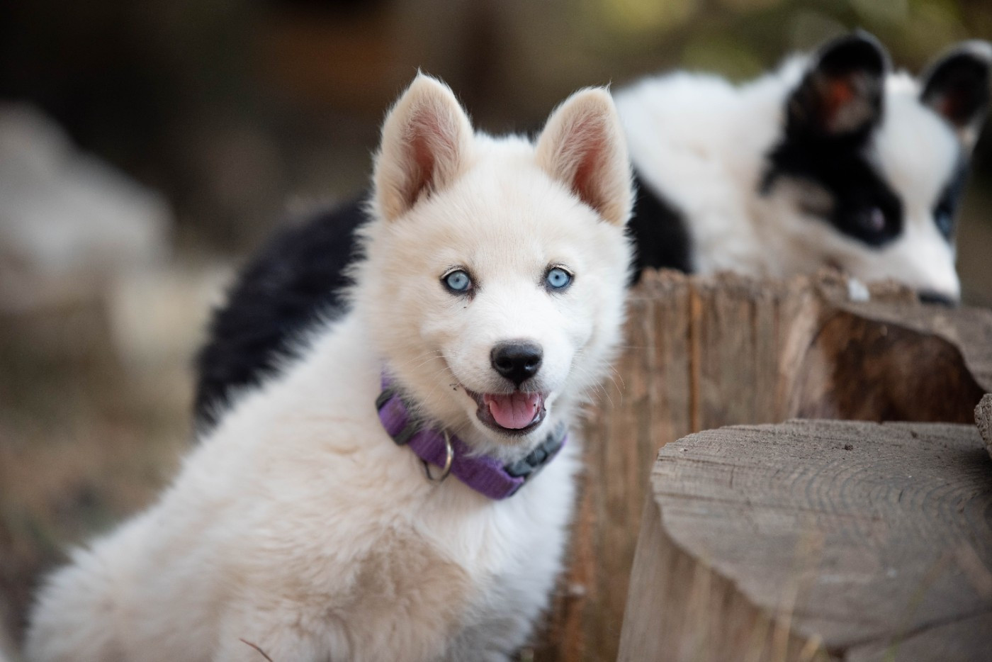 Dust Of Snow - Chiots disponibles - Laika de iakoutie