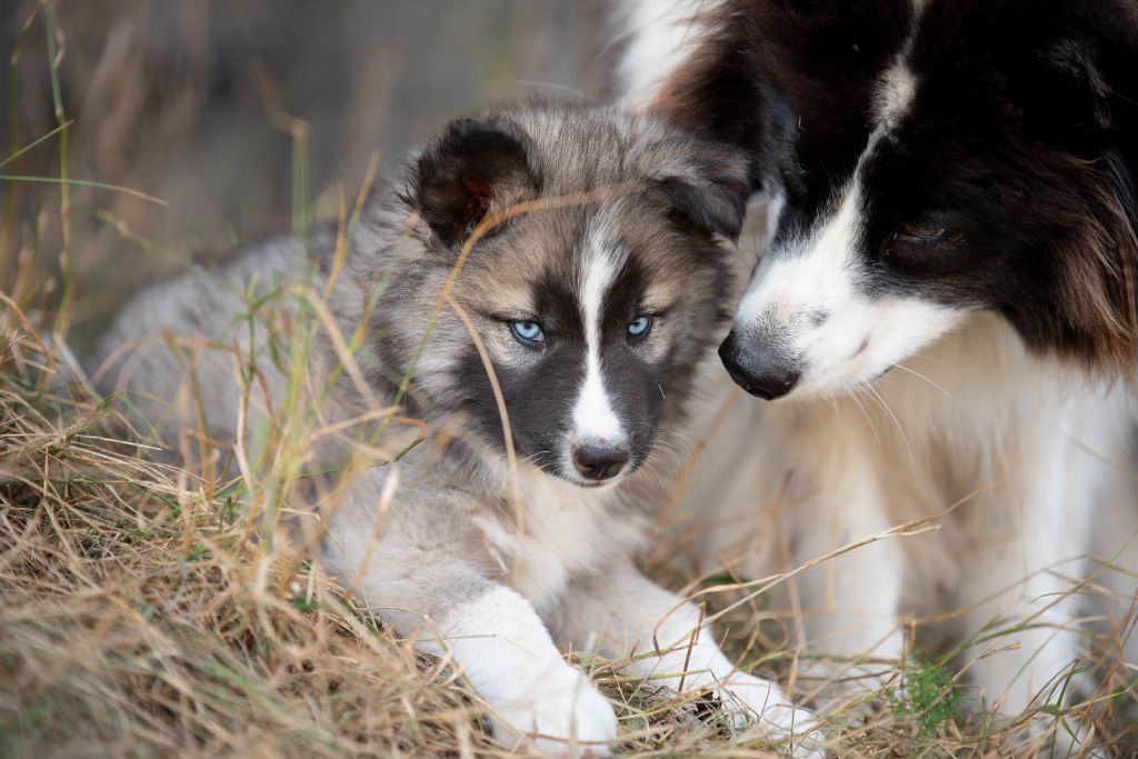 Dust Of Snow - Chiots disponibles - Laika de iakoutie