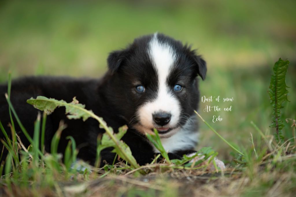 Dust Of Snow - Chiots disponibles - Laika de iakoutie