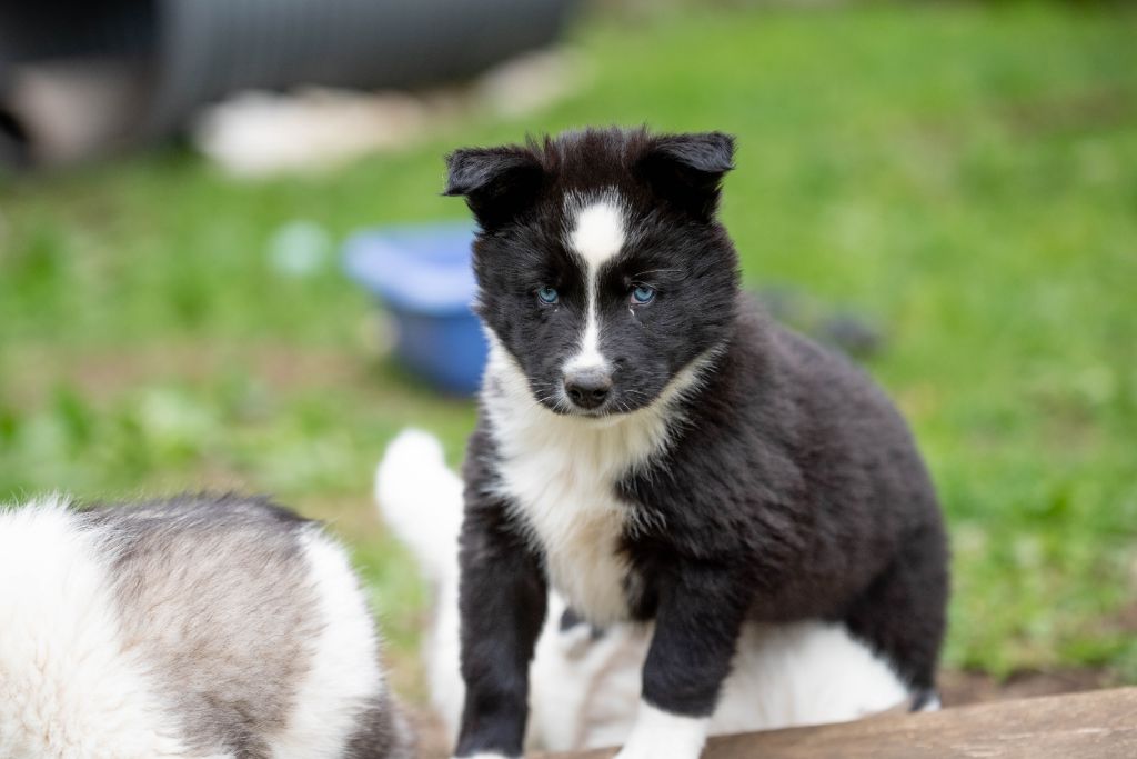 Dust Of Snow - Chiots disponibles - Laika de iakoutie