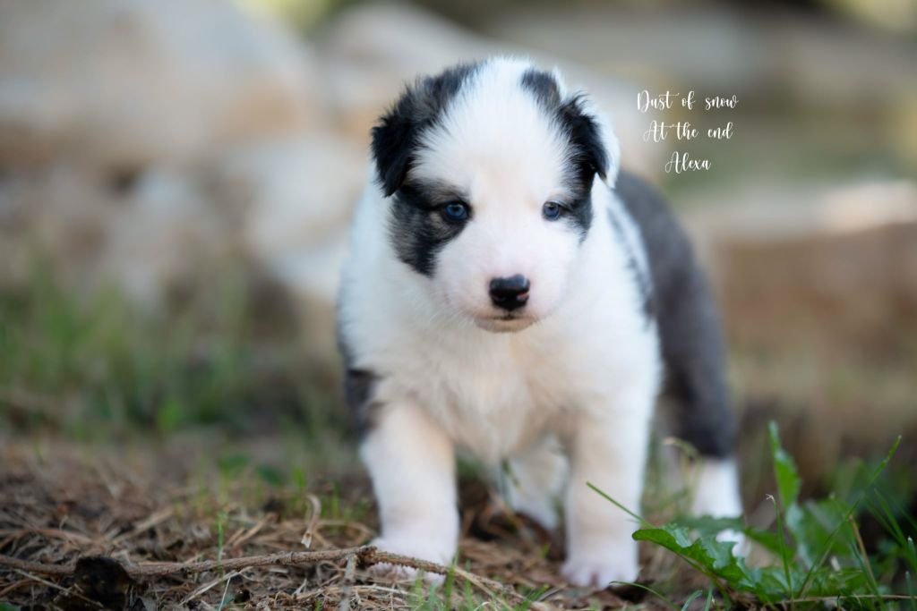 Dust Of Snow - Chiots disponibles - Laika de iakoutie