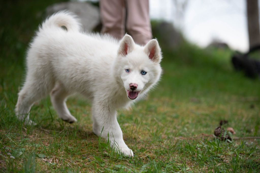 Dust Of Snow - Chiots disponibles - Laika de iakoutie