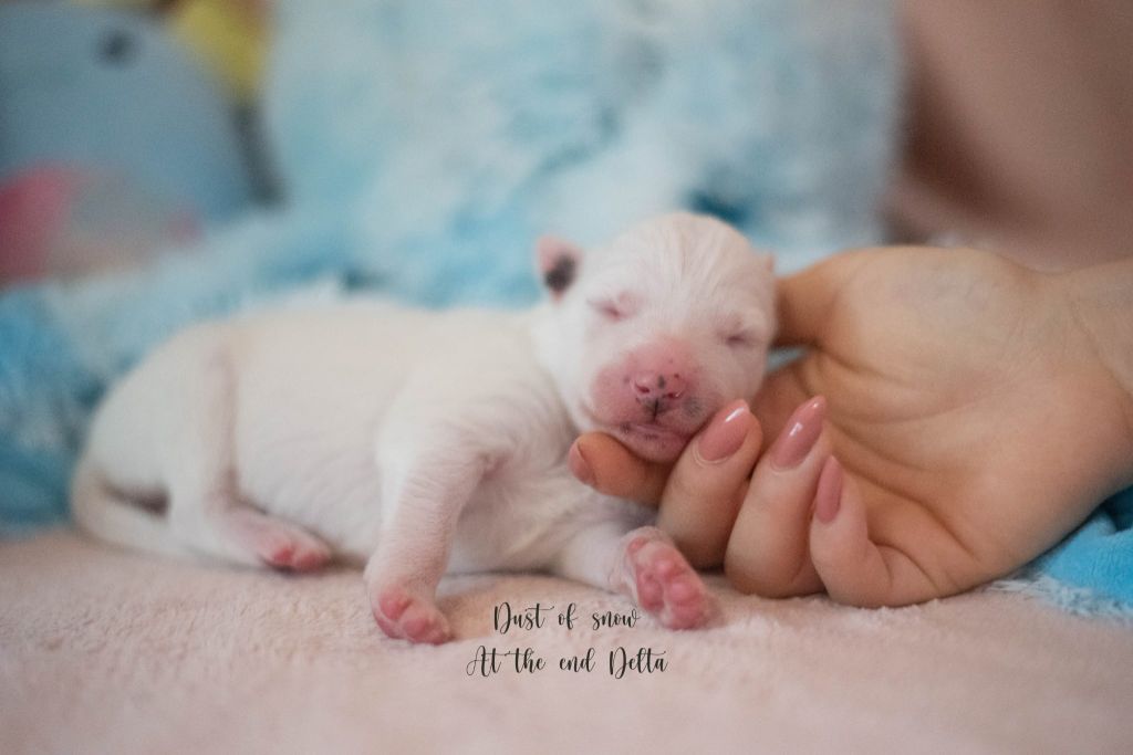 Dust Of Snow - Chiots disponibles - Laika de iakoutie