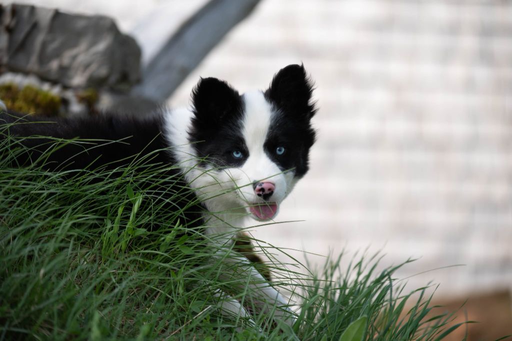 Dust Of Snow - Chiots disponibles - Laika de iakoutie