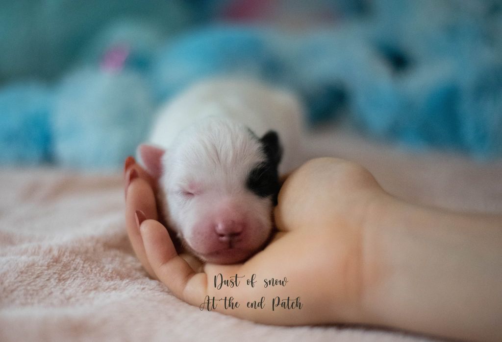Dust Of Snow - Chiots disponibles - Laika de iakoutie