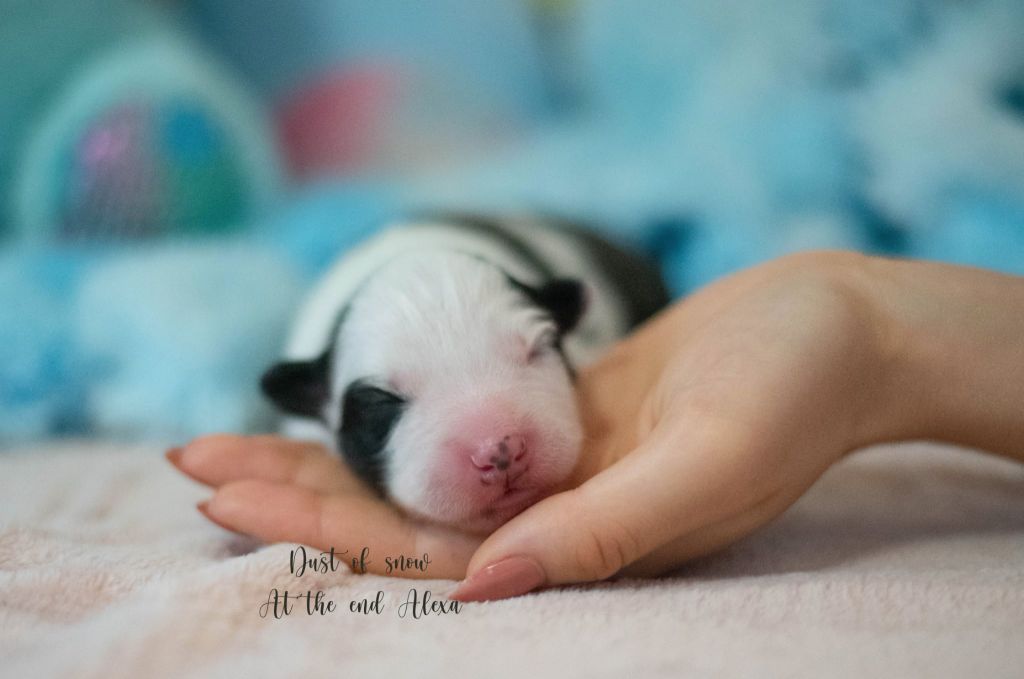 Dust Of Snow - Chiots disponibles - Laika de iakoutie