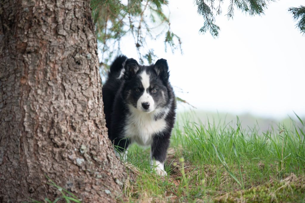 Dust Of Snow - Chiots disponibles - Laika de iakoutie