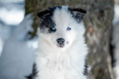 Dust Of Snow A Sunshine Ray