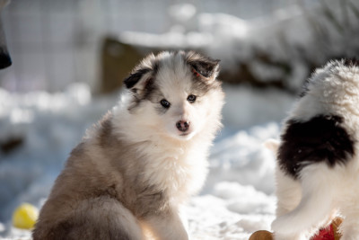 Dust Of Snow A Love Spark