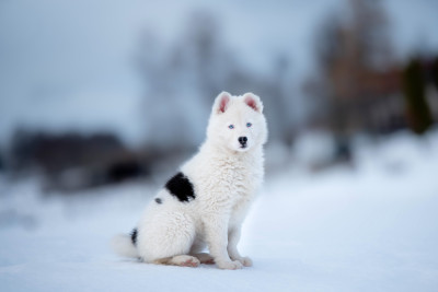 Dust Of Snow an Unexpected Beauty