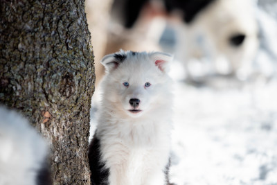 Dust Of Snow A Hope Glimmer