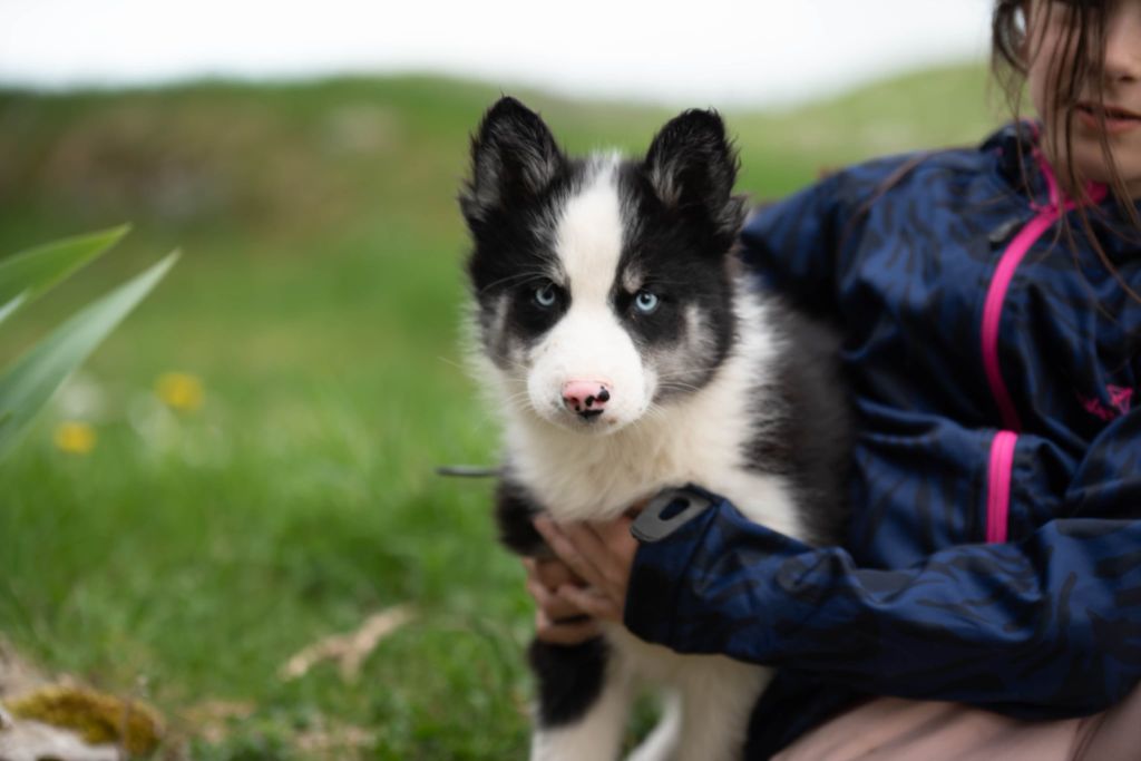 Dust Of Snow - Chiots disponibles - Laika de iakoutie