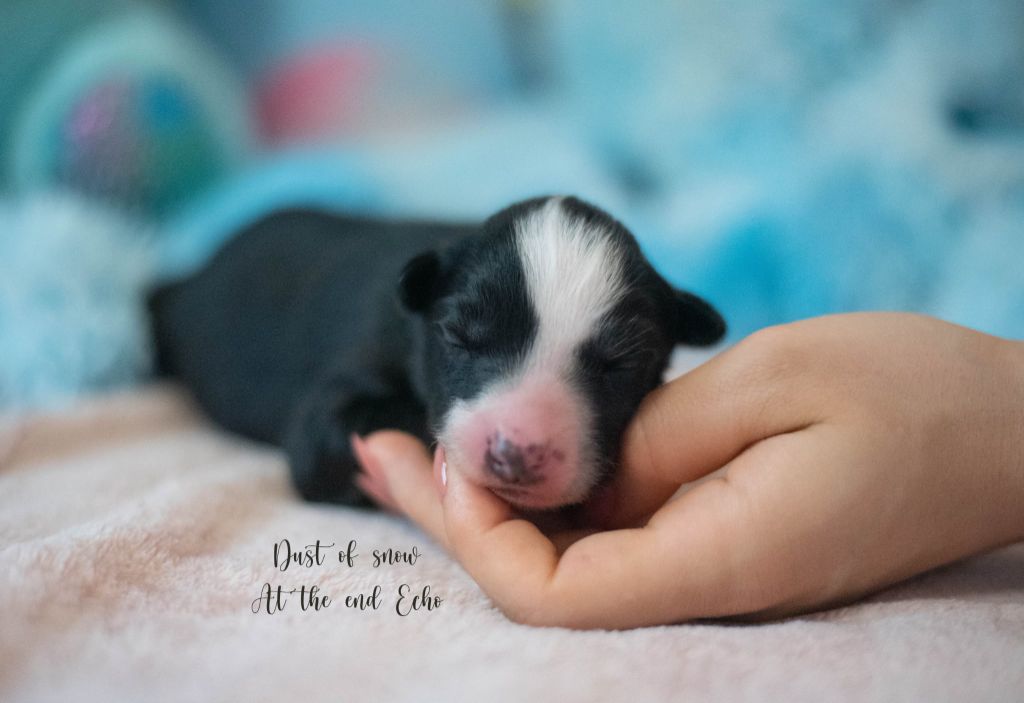 Dust Of Snow - Chiots disponibles - Laika de iakoutie