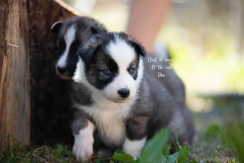 Dust Of Snow - Chiots disponibles - Laika de iakoutie