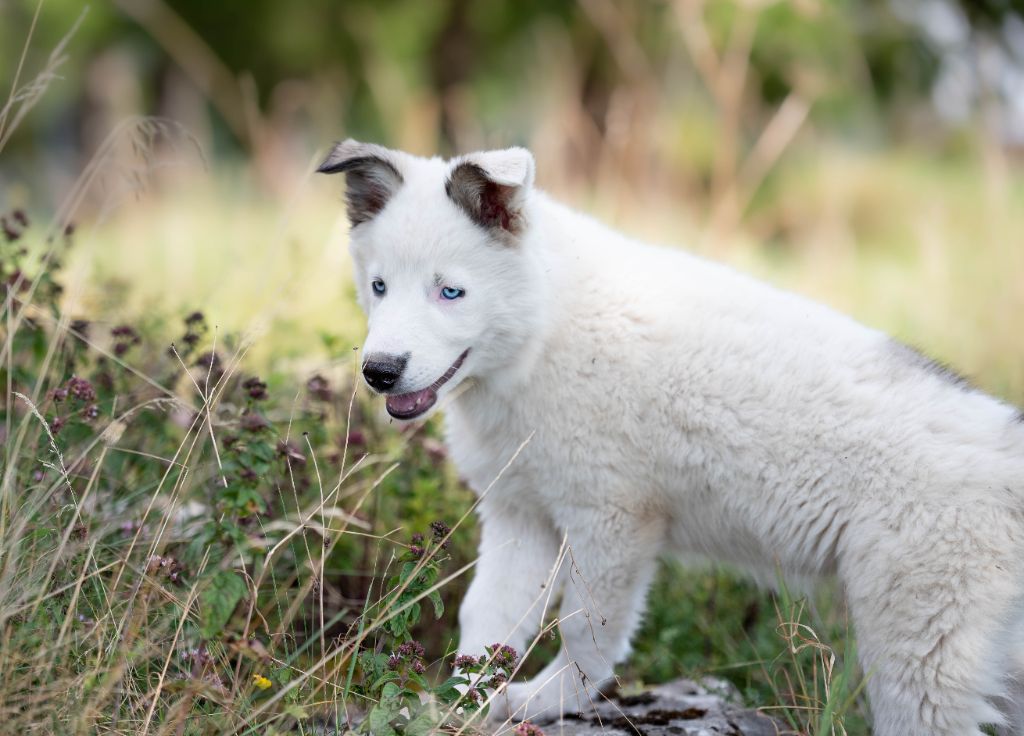 Dust Of Snow - Chiots disponibles - Laika de iakoutie