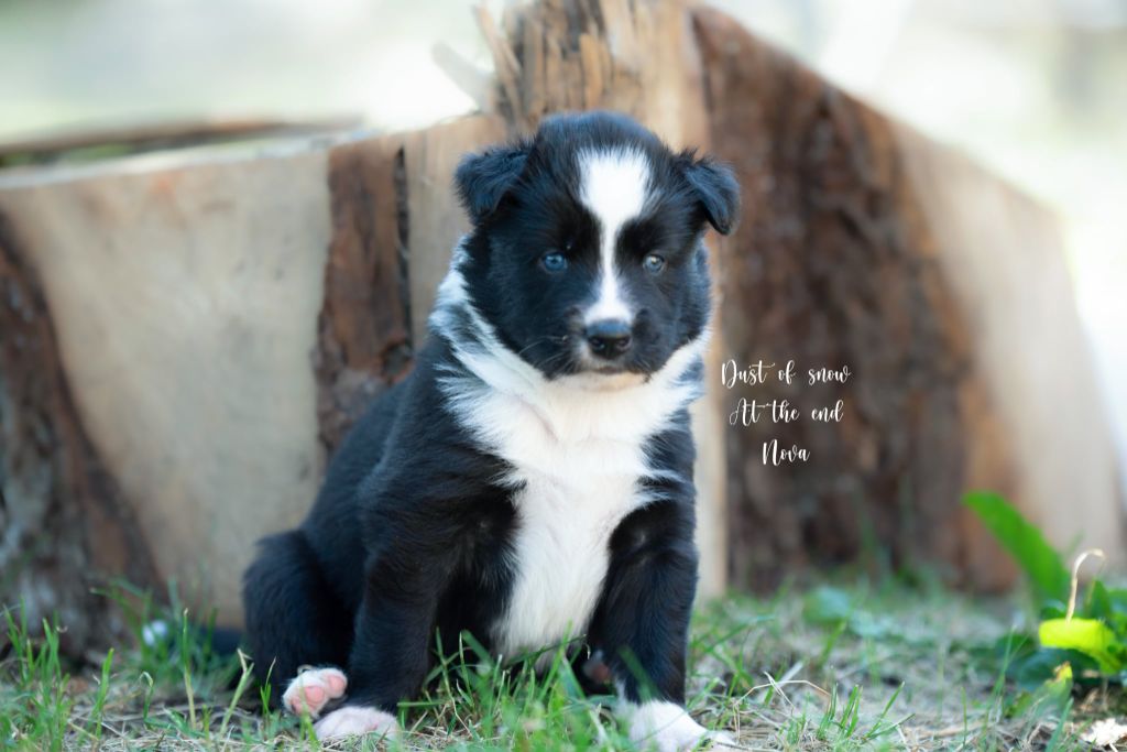 Dust Of Snow - Chiots disponibles - Laika de iakoutie